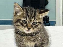 -达爱动物医院·犬猫分区·CT·复杂眼科(远洋山水分院)