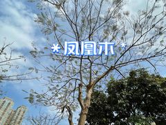 -香蜜公园