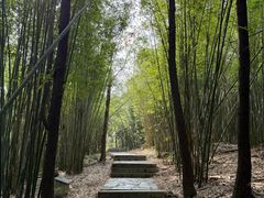 -潜山国家森林公园