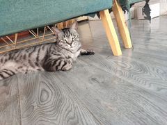 -喵屿·大理花园猫咖