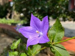 -广州神农草堂中医药博物馆