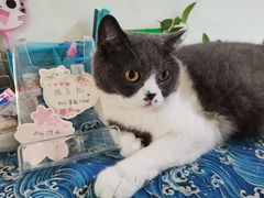 -猫音日语留学培训