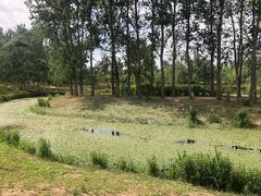 -东郊湿地公园