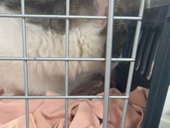 -天使宠物医院·犬猫分诊(彩虹店)