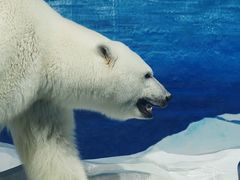 -海合安天津极地海洋公园