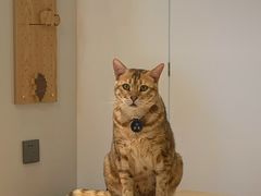 -啵啵喵·猫咖(攀华国际店)
