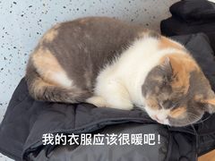 -有猫主题·治愈系猫咖(曾厝垵店)