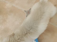 -Let's go狗咖·猫咖·奶狗·桌游(春熙路IFS店)