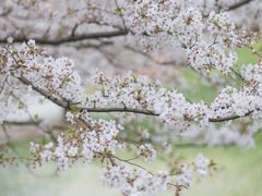 -上海辰山植物园