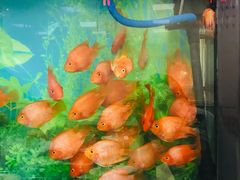 -胖姐烧烤(总店)