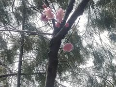 -红螺寺