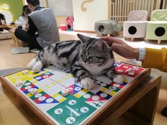 -猫和宫(六道口店)