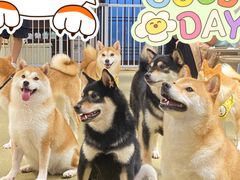 -逗柴咖啡屋·狗咖猫咖宠物桌游