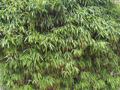 -大连植物园