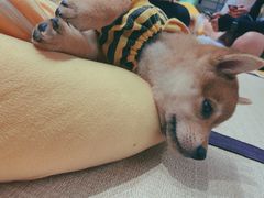 -逗柴咖啡屋·狗咖猫咖宠物桌游