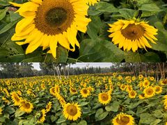 -汉长安城未央宫国家考古遗址公园