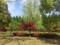 -黄海国家森林公园