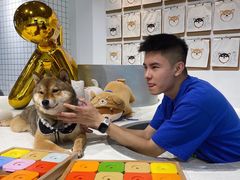 -柴务处·柴犬主题狗咖