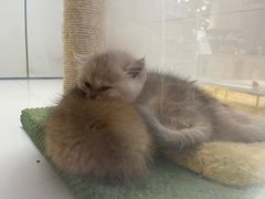 -1013 PET SHOP精品宠物商店(丁香店)