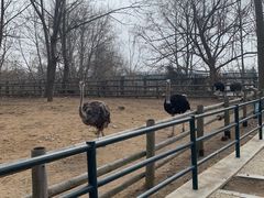 -大连森林动物园