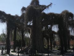 -石家庄市植物园