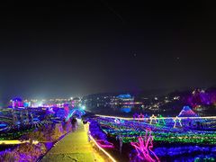 -大塘金香草谷