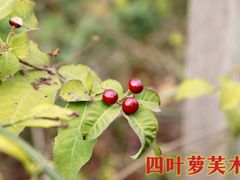 -广西壮族自治区药用植物园
