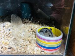 -宠物兔专门店(天丰利市场店)