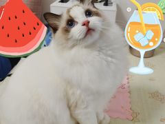 -小猫来了·猫舍(红山六九七九店)