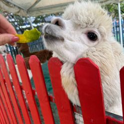 -萌宠亲子动物乐园(槐房万达店)