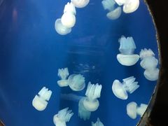 -迪拜水族馆及水下动物园