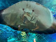 -上海海洋水族馆