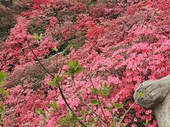 -木兰云雾山