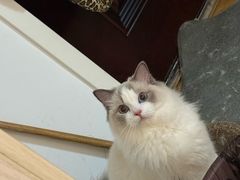 -联合动物医院(光谷诊疗中心)