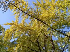 -三里屯东五街银杏大道