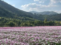 -径山花海