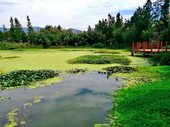 景点-才村湿地公园