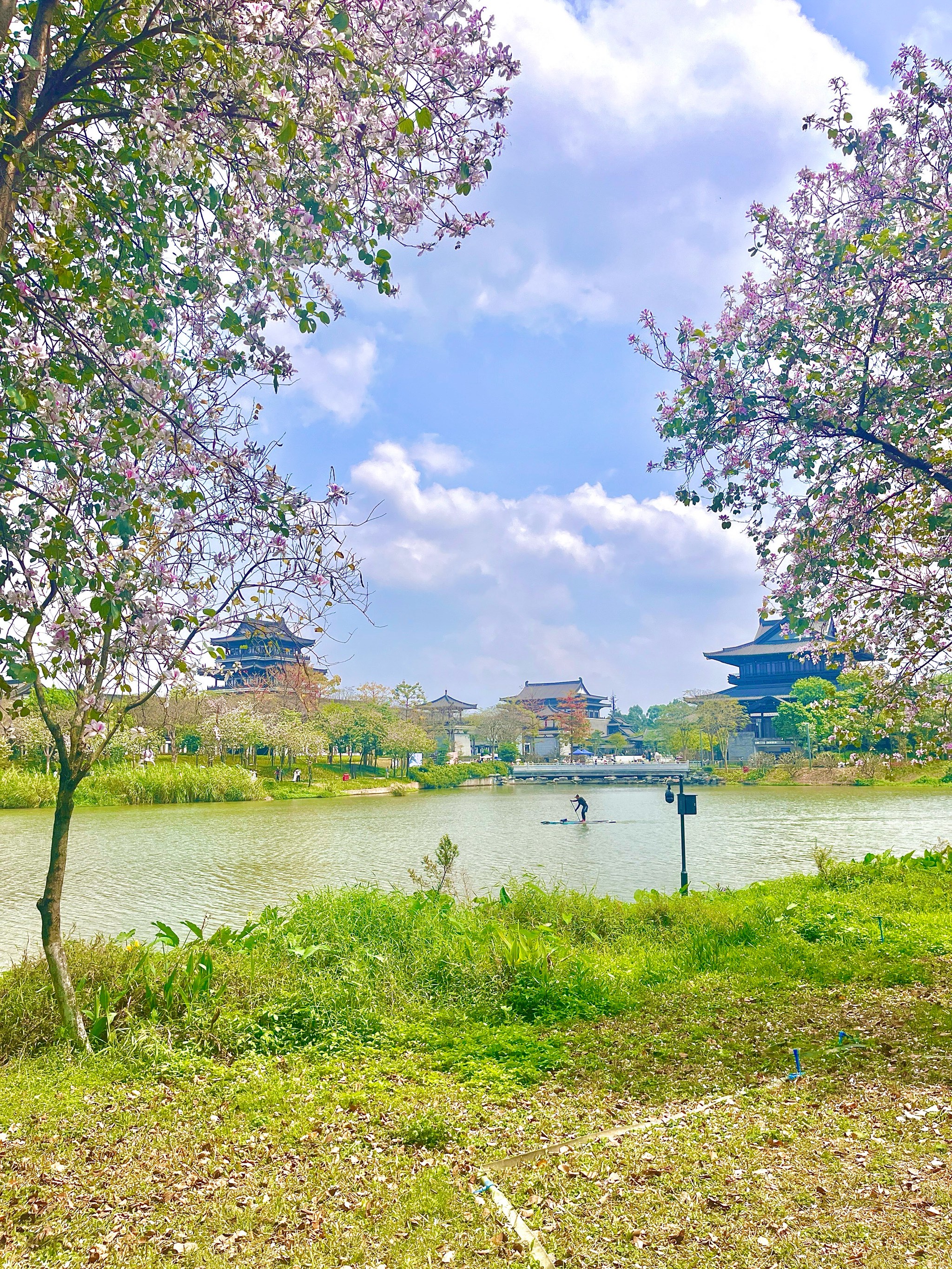 珠海斗门南澳村樱花图片