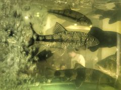 鱼缸-全乐鱼馆·淳牌有机鱼直营店