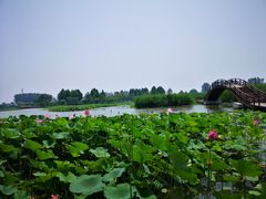 -白洋淀景区