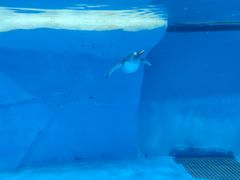 -海合安成都极地海洋公园