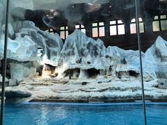 -帝企鹅自助餐厅•儿童岛•真企鹅(长隆企鹅酒店)