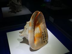 -贝壳王国博物馆