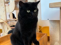 -有喵·猫咖·狗咖·30几只猫10只小狗(岗厦店)
