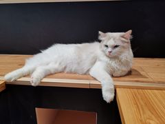 -瞄一喵猫咖(格力海岸店)