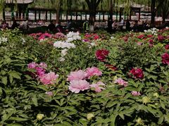 -莲花池公园