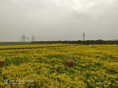 -庄行菜花景区