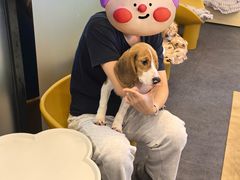 -有喵·猫咖·狗咖·30几只猫10只小狗(岗厦店)