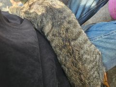 -金海椒罐罐鲢鱼(东方桂苑店)