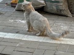 -平行世界·猫咖(首经贸店)